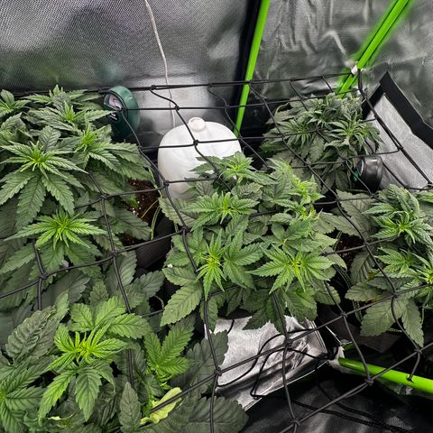 Runtz growlog timeline photo