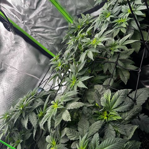 Runtz growlog timeline photo
