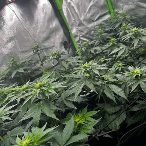 Runtz growlog timeline photo