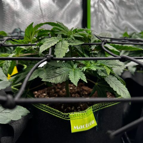 Runtz growlog timeline photo