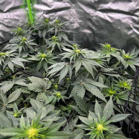 Runtz growlog timeline photo