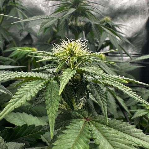 Runtz growlog photo: 80% Licht