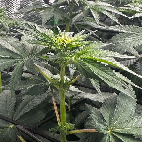 Runtz growlog timeline photo