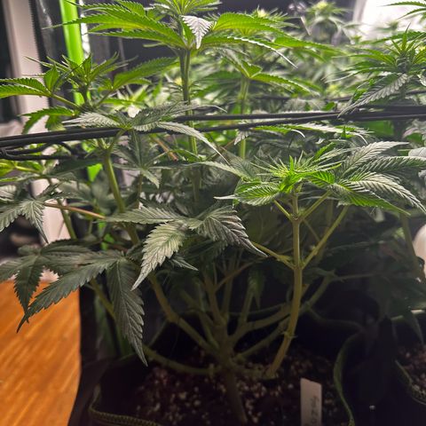 Runtz growlog timeline photo