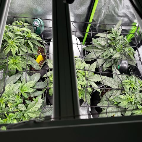 Runtz growlog timeline photo