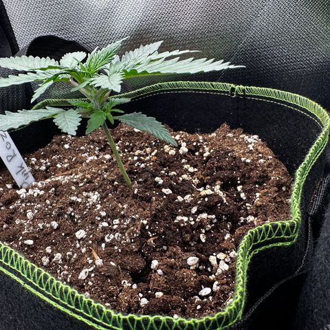 Runtz growlog timeline photo