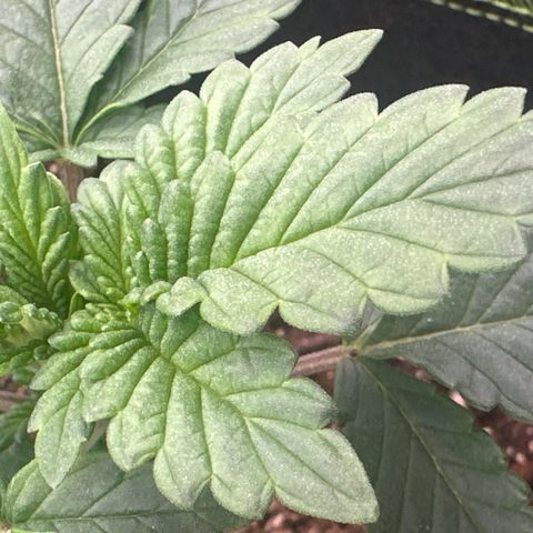 Runtz growlog timeline photo