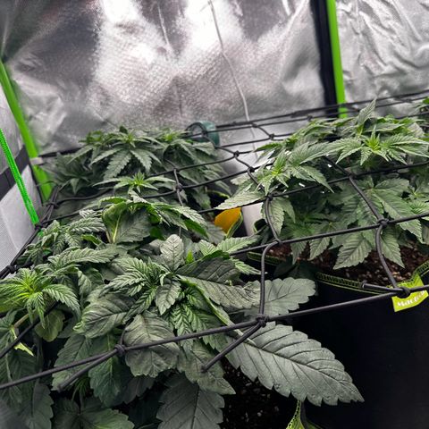 Runtz growlog timeline photo