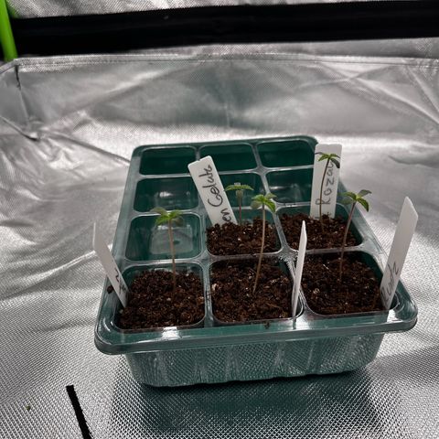 Runtz growlog timeline photo