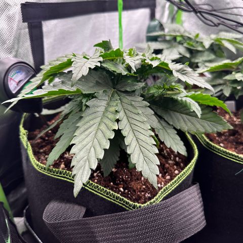 Runtz growlog timeline photo