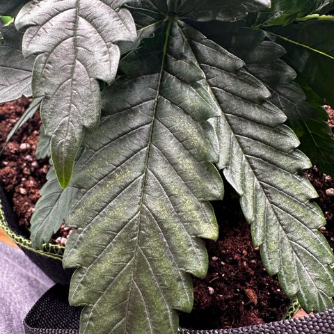 Runtz growlog timeline photo
