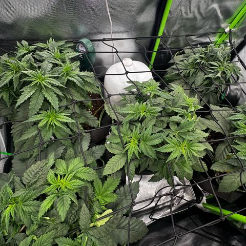 Runtz growlog timeline photo