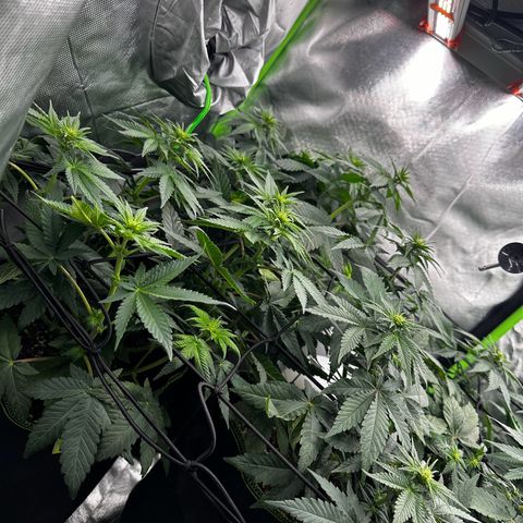 Runtz growlog timeline photo