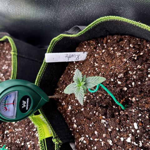Runtz growlog timeline photo