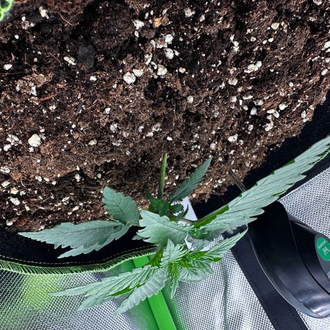 Runtz growlog timeline photo