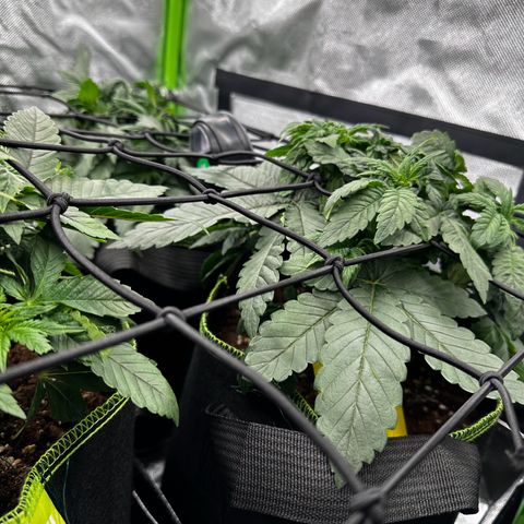 Runtz growlog timeline photo