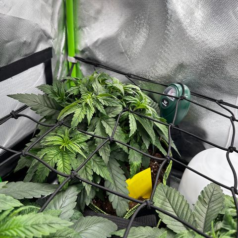 Runtz growlog timeline photo