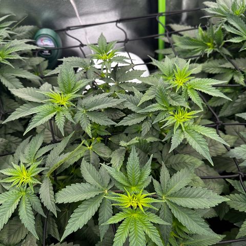 Runtz growlog timeline photo