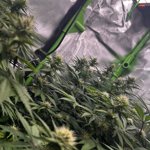Runtz growlog timeline photo