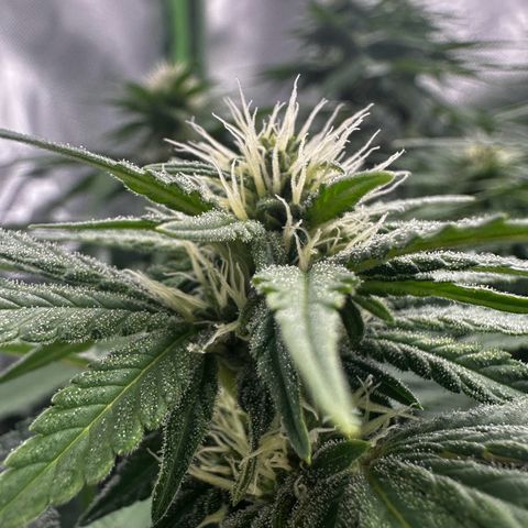 Runtz growlog timeline photo