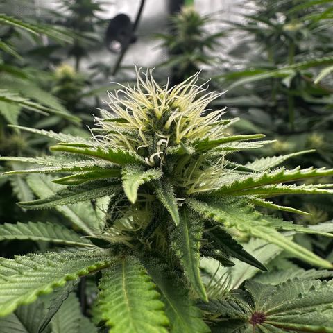 Runtz growlog timeline photo