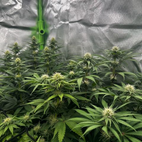 Runtz growlog timeline photo