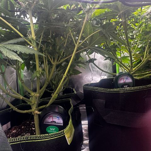 Runtz growlog timeline photo