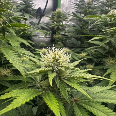 Runtz growlog timeline photo