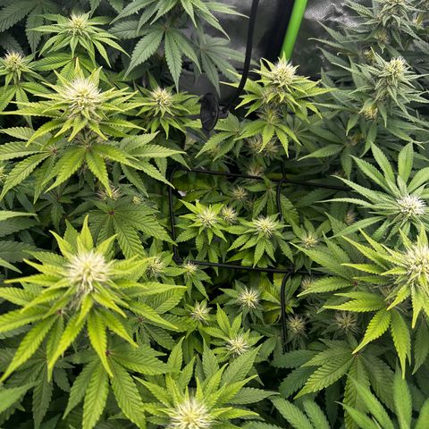 Runtz growlog timeline photo