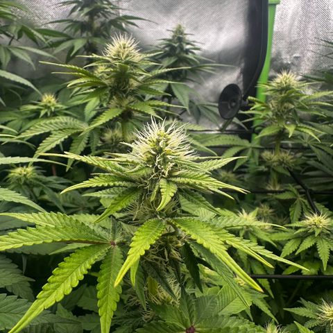 Runtz growlog timeline photo
