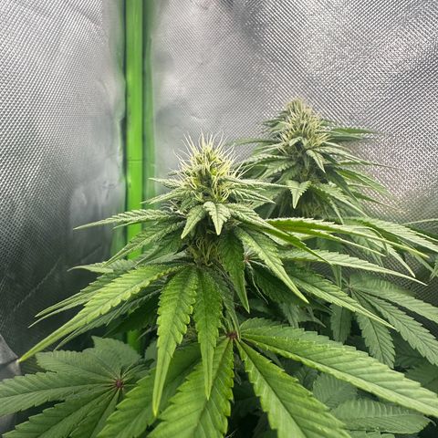 Runtz growlog timeline photo