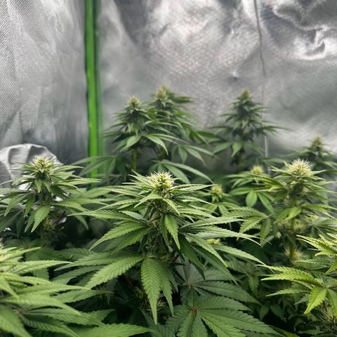Runtz growlog timeline photo