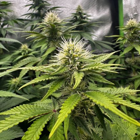 Runtz growlog timeline photo