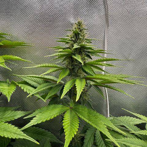 Runtz growlog timeline photo