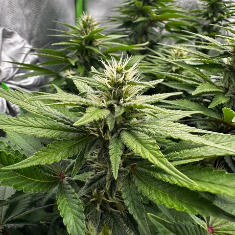 Runtz growlog timeline photo