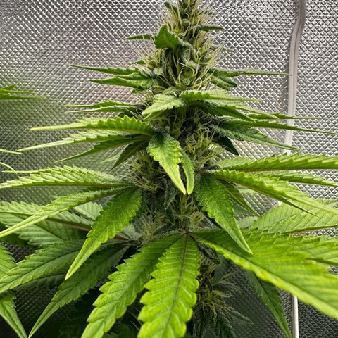 Runtz growlog timeline photo