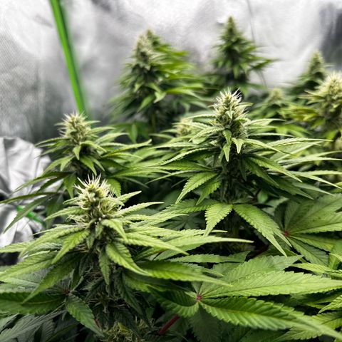 Runtz growlog timeline photo