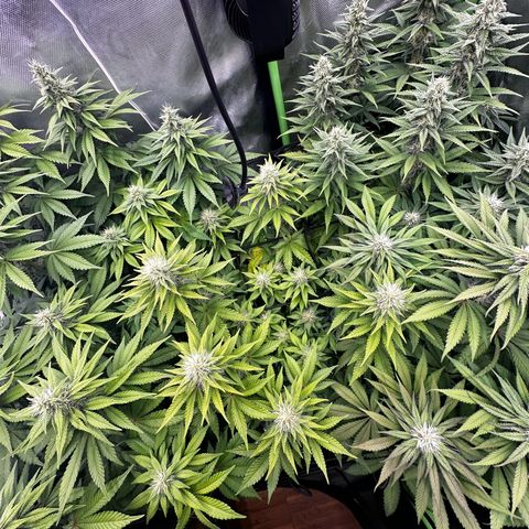 Runtz growlog timeline photo