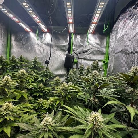 Runtz growlog timeline photo