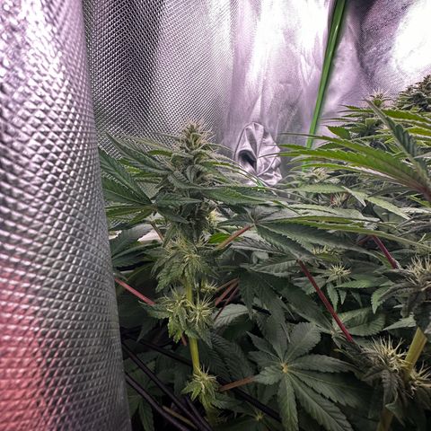 Runtz growlog timeline photo