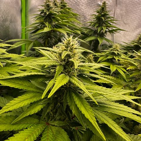 Runtz growlog timeline photo