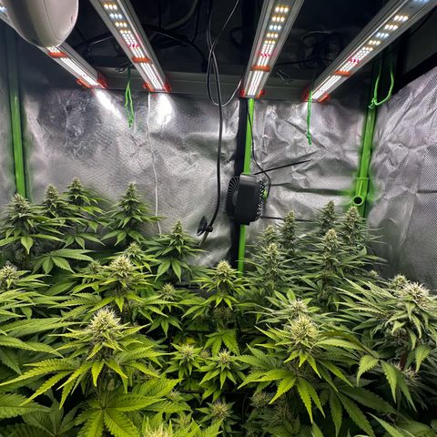 Runtz growlog timeline photo