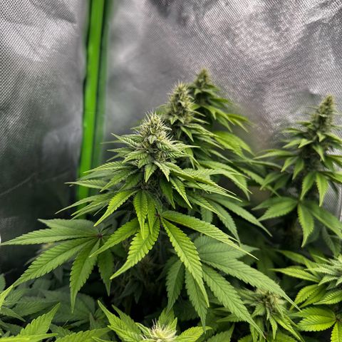 Runtz growlog timeline photo