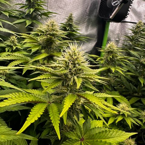 Runtz growlog timeline photo