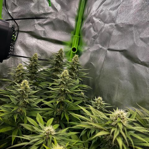 Runtz growlog timeline photo