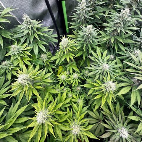 Runtz growlog timeline photo