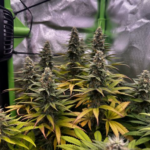 Runtz growlog timeline photo