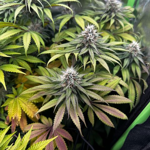 Runtz growlog timeline photo