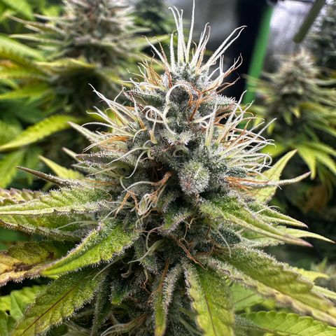 Runtz growlog timeline photo