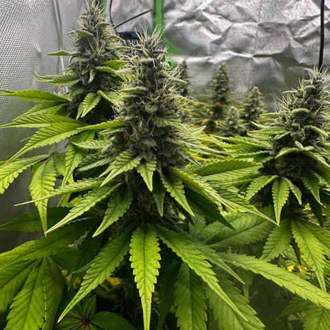 Runtz growlog timeline photo